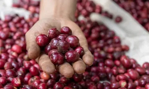 Giá cà phê hôm nay 21/1/2026: "Bốc hơi" 1.400 đồng/kg