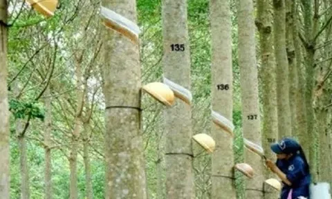 Giá cao su hôm nay 21/1/2026: Thế giới đồng loạt giảm, trong nước ổn định